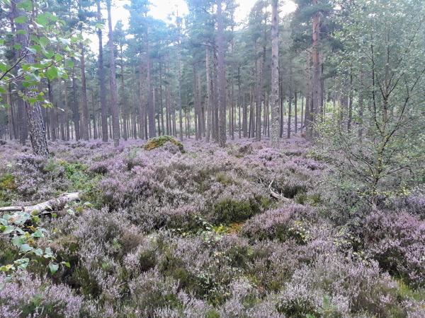 Forest Trails In Scotland 