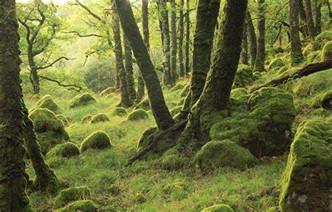 Protecting Our Natural Rainforest in Scotland 