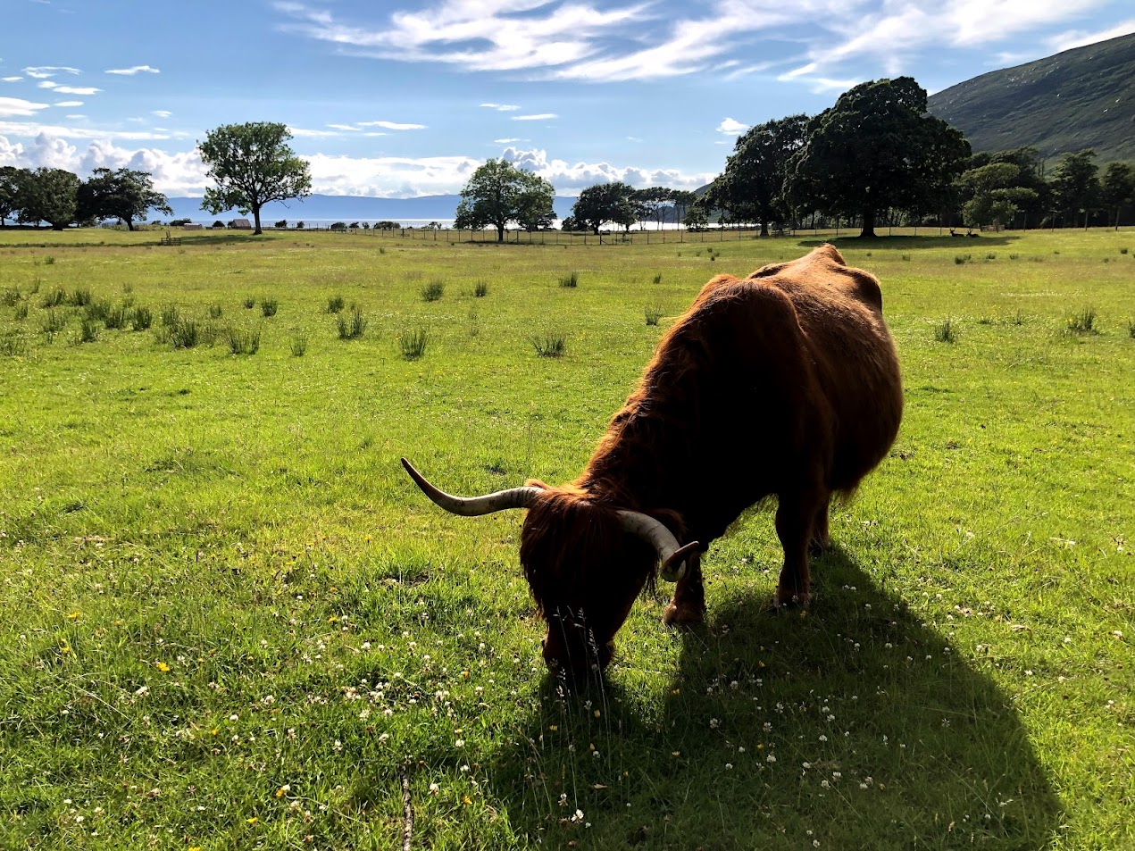 Highland cow